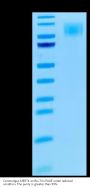 Cynomolgus MERTK/Mer Protein (MEK-CM101)