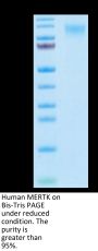 Human MERTK/Mer Protein (MEK-HM101)
