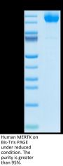 Human MERTK/Mer Protein (MEK-HM301)