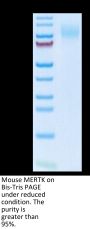 Mouse MERTK/Mer Protein (MEK-MM101)