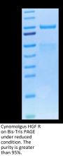 Cynomolgus HGF R/c-MET Protein (MET-CM101)