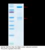 Human HGF R/c-MET Protein (MET-HM201)