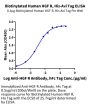 Biotinylated Human HGF R/c-MET Protein (MET-HM401B)