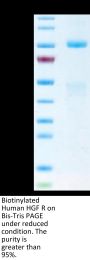 Biotinylated Human HGF R/c-MET Protein (MET-HM401B)