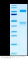 Mouse HGF R/c-MET Protein (MET-MM101)