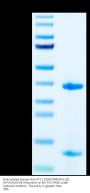 Biotinylated Human HLA-A*11:01&B2M&RASL11B (AVVGASGVGK) Monomer Protein (MHC-HE003B)