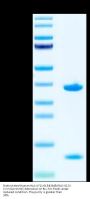 Biotinylated Human HLA-A*11:01&B2M&KRAS G12V (VVVGAVGVGK) Monomer Protein (MHC-HE005B)