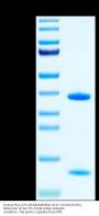 Human HLA-A*11:01&B2M&KRAS G12V (VVGAVGVGK) Monomer Protein (MHC-HE006)