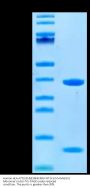 Human HLA-A*02:01&B2M&KRAS WT (KLVVVGAGGV) Monomer Protein (MHC-HE008)