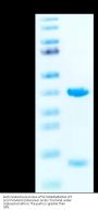 Biotinylated Human HLA-A*02:01&B2M&KRAS WT (KLVVVGAGGV) Monomer Protein (MHC-HE008B)