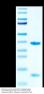Biotinylated Human HLA-A*02:01&B2M&RAB7B (KLIIVGAIGV) Monomer Protein (MHC-HE009B)