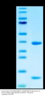 Human HLA-A*02:01&B2M&WT-1 (RMFPNAPYL) Monomer Protein (MHC-HE010)