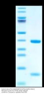 Human HLA-A*02:01&B2M&P53 R175H (HMTEVVRHC) Monomer Protein (MHC-HE011)