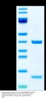 Biotinylated Human HLA-A*02:01&B2M&P53 R175H (HMTEVVRHC) Monomer Protein (MHC-HE011B)