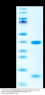 Human HLA-A*02:01&B2M&P53 WT (HMTEVVRRC) Monomer Protein (MHC-HE012)