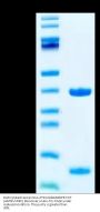 Biotinylated Human HLA-A*02:01&B2M&P53 WT (HMTEVVRRC) Monomer Protein (MHC-HE012B)