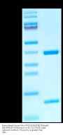 Biotinylated Human HLA-A*02:01&B2M&CMVpp65 (NLVPMVATV) Monomer Protein (MHC-HE013B)