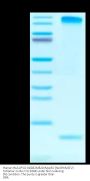 Human HLA-A*02:01&B2M&CMVpp65 (NLVPMVATV) Tetramer Protein (MHC-HE013T)