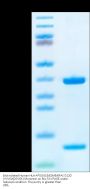 Biotinylated Human HLA-A*03:01&B2M&KRAS G12D (VVVGADGVGK) Monomer Protein (MHC-HE014B)
