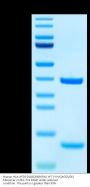 Human HLA-A*03:01&B2M&KRAS WT (VVVGAGGVGK) Monomer Protein (MHC-HE015)