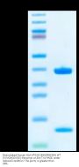 Biotinylated Human HLA-A*03:01&B2M&KRAS WT (VVVGAGGVGK) Monomer Protein (MHC-HE015B)