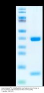 Human HLA-A*02:01&B2M&ARF (AAPGAPAAV) Monomer Protein (MHC-HE024)