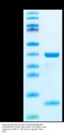 Biotinylated Human HLA-A*02:01&B2M&ARF (AAPGAPAAV) Monomer Protein (MHC-HE024B)