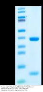 Human HLA-A*02:01&B2M&FOXI3 (AAPGAPPAA) Monomer Protein (MHC-HE025)