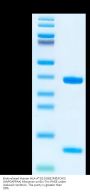 Biotinylated Human HLA-A*02:01&B2M&FOXI3 (AAPGAPPAA) Monomer Protein (MHC-HE025B)