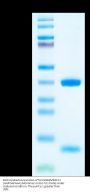 Biotinylated Human HLA-A*02:01&B2M&PLK1 (AAPGAPAAA) Monomer Protein (MHC-HE027B)