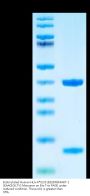 Biotinylated Human HLA-A*02:01&B2M&MART-1 (EAAGIGILTV) Monomer Protein (MHC-HE034B)