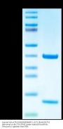 Human HLA-A*02:01&B2M&MART-1 A27L (ELAGIGILTV) Monomer Protein (MHC-HE035)