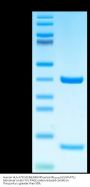 Human HLA-A*02:01&B2M&Influenza M1₅₈₋₆₆ (GILGFVFTL) Monomer Protein (MHC-HE038)