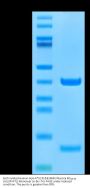 Biotinylated Human HLA-A*02:01&B2M&Influenza M1₅₈₋₆₆ (GILGFVFTL) Monomer Protein (MHC-HE038B)