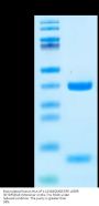 Biotinylated Human HLA-A*11:01&B2M&EGFR L858R (KITDFGRAK) Monomer Protein (MHC-HE039B)