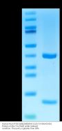 Human HLA-A*03:01&B2M&KRAS G12V (VVGAVGVGK) Monomer Protein (MHC-HE042)
