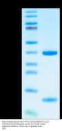 Biotinylated Human HLA-A*03:01&B2M&KRAS G12V (VVGAVGVGK) Monomer Protein (MHC-HE042B)