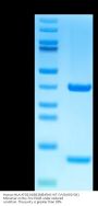 Human HLA-A*03:01&B2M&KRAS WT (VVGAGGVGK) Monomer Protein (MHC-HE043)