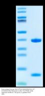 Biotinylated Human HLA-A*03:01&B2M&KRAS WT (VVGAGGVGK) Monomer Protein (MHC-HE043B)