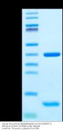Human HLA-A*02:01&B2M&MAGE-A4 (GVYDGREHTV) Monomer Protein (MHC-HE047)