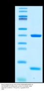 Biotinylated Human HLA-A*02:01&B2M&MAGE-A4 (GVYDGREHTV) Monomer Protein (MHC-HE047B)