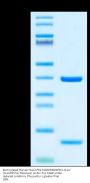 Biotinylated Human HLA-A*02:01&B2M&NPM1-CLAV (CLAVEEVSL) Monomer Protein (MHC-HE450B)