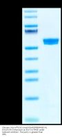 Chimeric HLA-A*02:01 (mα3) &mB2M&MAGE-A1 (KVLEYVIKV) Monomer Protein (MHC-HM103)