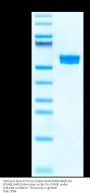 Chimeric HLA-A*02:01 (mα3) &mB2M&MAGE-A3 (KVAELVHFL) Monomer Protein (MHC-HM105)