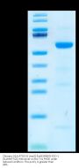 Chimeric HLA-A*02:01 (mα3) &mB2M&NY-ESO-1 (SLLMWITQC) Monomer Protein (MHC-HM151)