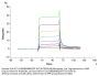 Human HLA-A*11:01&B2M&EGFR WT (KITDFGLAK) Monomer Protein (MHC-HM180)