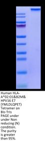 Human HLA-A*02:01&B2M&HPV16 E7 (YMLDLQPET) Tetramer Protein (MHC-HM24MT)