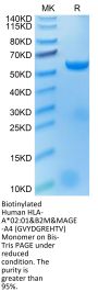 Biotinylated Human HLA-A*02:01&B2M&MAGE-A4 (GVYDGREHTV) Monomer Protein (MHC-HM401B)