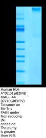 Human HLA-A*02:01&B2M&MAGE-A4 (GVYDGREHTV) Tetramer Protein (MHC-HM401T)