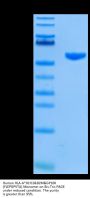 Human HLA-A*02:01&B2M&GP100 (YLEPGPVTA) Monomer Protein (MHC-HM402)